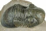 Paralejurus Trilobite Fossil - Atchana, Morocco #323566-2